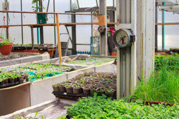 Instrument for measuring and controlling humidity and indoor temperature. Greenhouse for growing flower seedlings. 