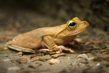 Rana Colombiana 