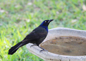 Evil-looking yellow eyes of Boat-tailed Grackle  on birdbath with water dripping from its beak.