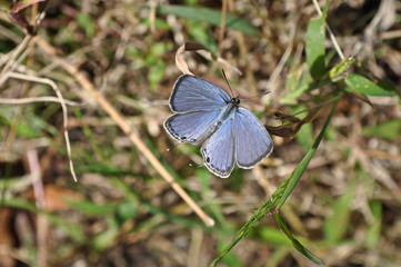 butterfly on grass