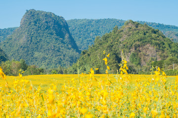 Beautiful view of Sunhemp field (Crotalaria Juncea) at the foothills of Doi Nang Non mountain in Mae Sai district of Chiang Rai province, Thailand.