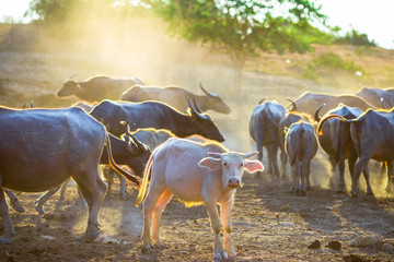 Blurred wallpaper (buffalo flocks) that live together, many of which are walking for food, natural beauty, are animals that are used to farm for agriculture, rice farming.