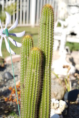 Plants