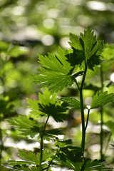  朝日に透ける新しい葉