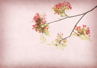 Peacock flowers on tree with Old antique vintage paper background