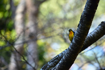 こちらを見るキビタキ