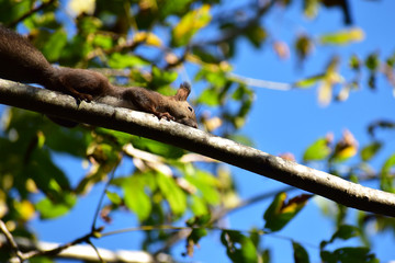 枝を這うように移動するエゾリス