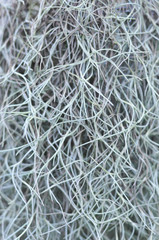 Closeup of Spanish Moss, Grandpas Beard (Tillandsia usneoides) – Image
