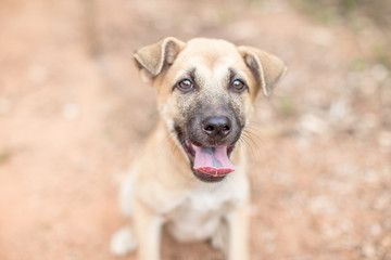 The background of the cat that is teasing, blurring of motion, lying down while waiting for food, is a pet that people like to keep as a lonely friend.