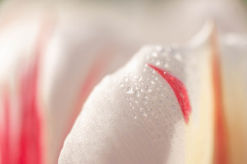 Fototapeta premium Tulip petal with dew drops