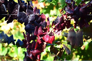 bunch of grapes