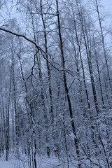 Snow-covered trees plants forest.