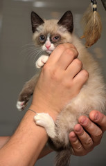 little funny snow shu kitten