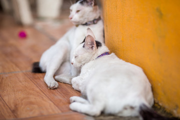 The background of the cat that is teasing, blurring of motion, lying down while waiting for food, is a pet that people like to keep as a lonely friend. 