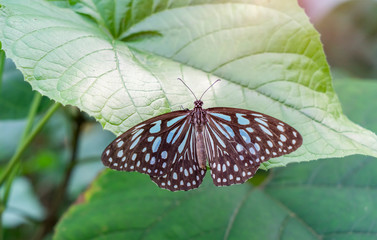 Obraz premium Close-up butterfly on flower in garden;