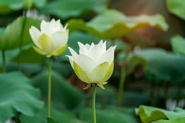white lotus flower in pond