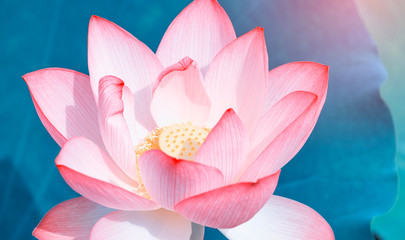 pink lotus flower plants blooming