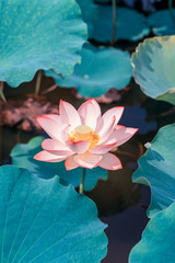 pink lotus flower plants blooming