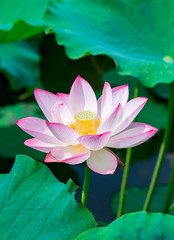 pink lotus flower plants blooming
