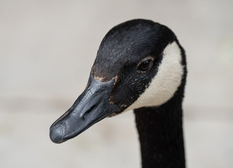 canadian goose gets a close up head shot