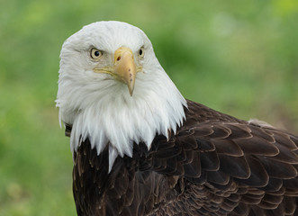 American bald eagle is watching from his perch