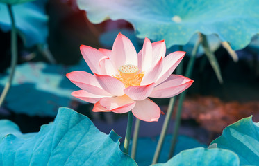 pink lotus flower plants blooming - obrazy, fototapety, plakaty