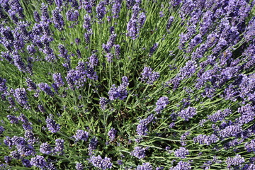 Fototapeta premium Lavender