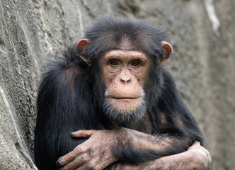 chimpanzee is in deep thought