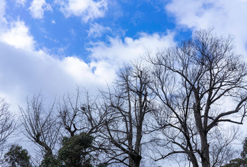 trees in the sky