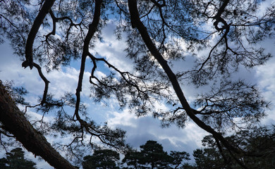 trees in the sky