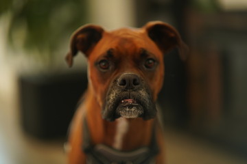 Boxer Dog