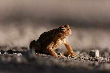 Stoic toad