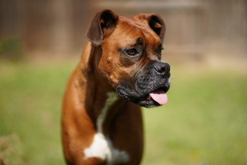 Boxer Dog