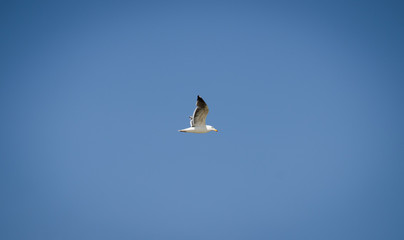 Fliegende Möwe