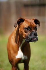 Boxer Dog