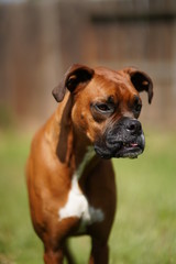 Fototapeta premium Boxer Dog