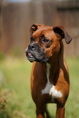 Boxer Dog