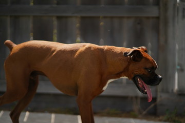 Obraz na płótnie Canvas Boxer Dog