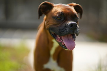 Boxer Dog