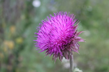beautiful lilac flower in the forest