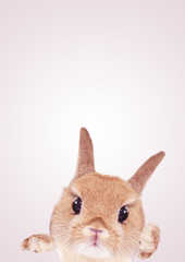 かわいいうさぎのグラフィックフレーム