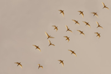 flock of birds flying 