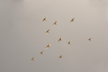 flock of birds flying 