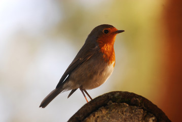 colorful robin