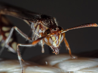 Macro Photo of Paper Wasp on The Nylon Rope