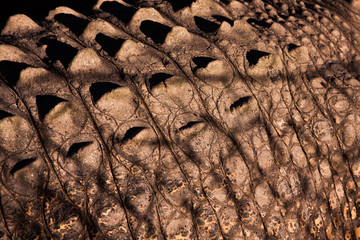 Crocodiles or northern Australia. Wild animals.