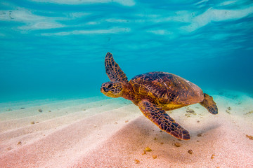 Hawaiian Green Sea Turtle cruising in underwater Hawaii
