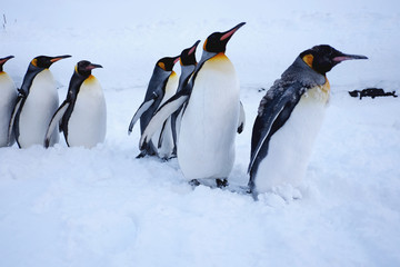 Group of penguins lineup in a zoo, Japan. Snow background