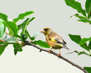 cute bird standing on the spring green tree branch