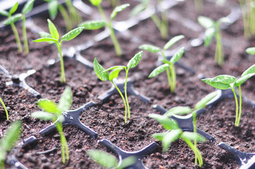 Closeup of Chili Pepper seedlings sprout (Capsicum annuum) on a black seedling tray, shallow depth...